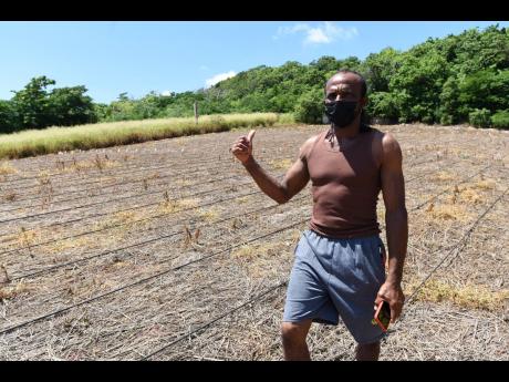 Lawrence Morgan, a watermelon farmer in Comma Pen, Junction, St Elizabeth, has started to prepare lands to plant again after he lost an entire crop to a mystery disease.