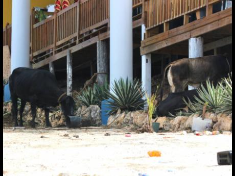 Cattle on the property of the Pathways International Kingdom Restoration Ministries in Montego Bay, St James, yesterday.