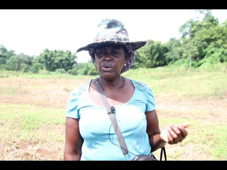 Janet Gabbidon, farmer of Bog Hole, Clarendon said her sorrel was destroyed by heavy rainfall in September.