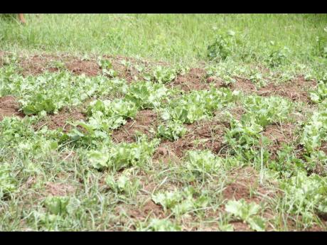 Farmers in Bog Hole Clarendon are just replanting their produce followng heavy rainfall in September.