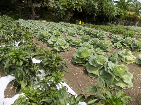 A RADA vegetable demonstration plot is seen at the agency’s complex in Montego Bay in 2017.