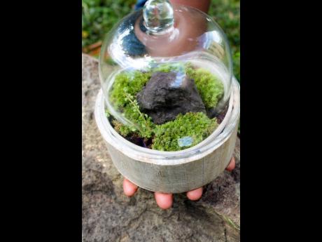 The cardboard paper mache terrarium jar looks like concrete and is as durable and can last several years with proper care.