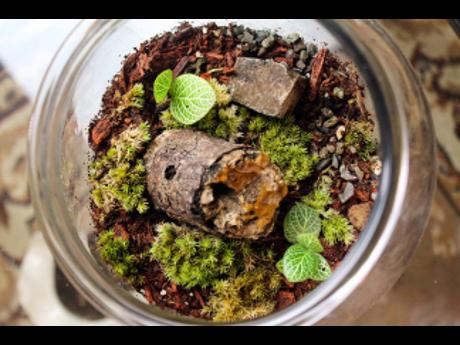 From moss and succulents to wood, sand and stones, terrariums are a whole new world inside modern contemporary décor. 