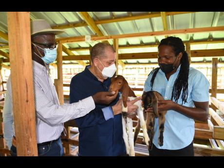 Minister with responsibility for Agriculture and Fisheries Audley Shaw (centre), along with chief technical officer in the ministry, Orville Palmer (left), and Senator Damion Crawford, chief executive officer of Crafton Holdings, examine goat kids at the S