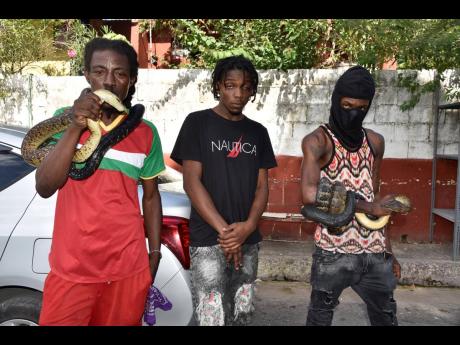 From left: Hy-Jah-Flames, Terror Frassss and Richie Constrictor pose with boa constrictors in east Kingston. The snakes are said to be a huge attraction in the community. 