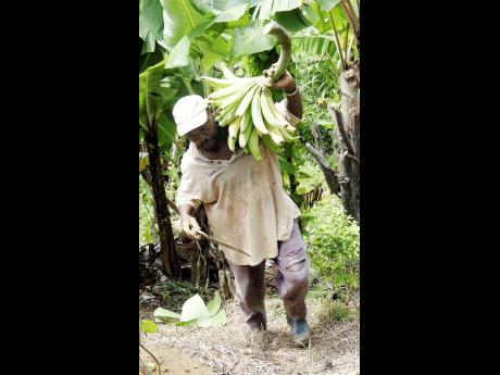 Howard Warren, a farmer in St Ann carries a bunch of plantains from his field.