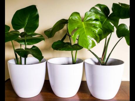 These white matte plastic planters can be used to do so much. 