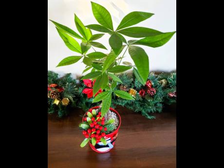 Instead of the traditional Poinsettia this Christmas, try gifting that special someone with a Money Tree. 