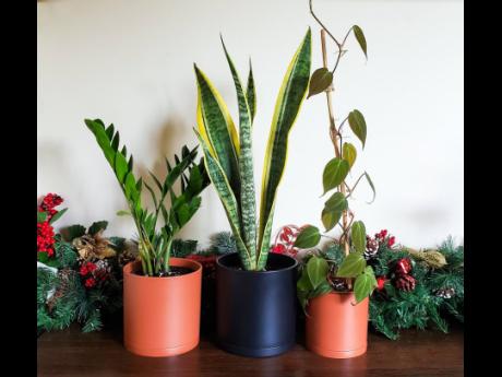 ‘Tis the season to deck the halls with pots of plants. 