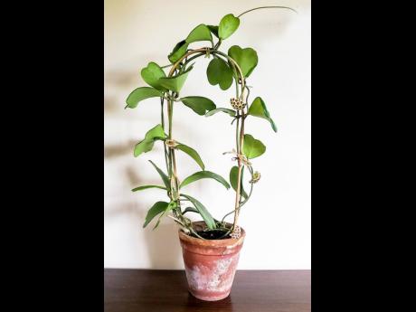 The Hoya Kerrii or ‘lucky heart’ plant starts out as a simple seed, and can be propagated from the heart-shaped leaf. The Plant Desk creates these beautiful potted trellis designs that make great gifts for plant lovers.