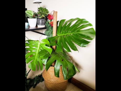 If you’re not the type who loves plants on your desk, a plant like the Monstera Deliciosa, that comes in different sizes, could be placed in a basket beside your work desk and add some style to your space. 