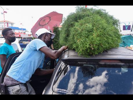 Kajaun Bryan (left) helps his father, Kingsley Bryan, a Christmas tree vendor, tie a Christmas tree on to a car in Village Plaza on Monday.