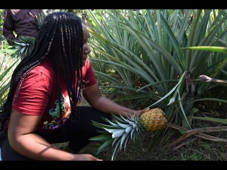 Callene Thompson picks pineapples from her farm in St Catherine.