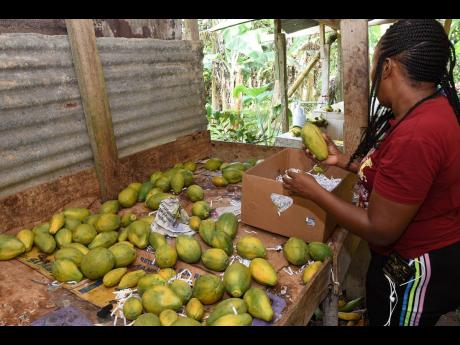 Callene Thompson packs papayas from her farm into boxes that are to be sold at the market.