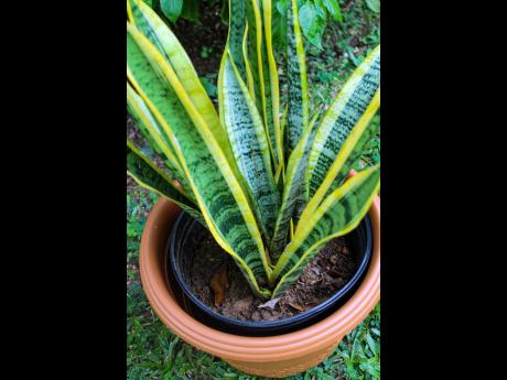 Dracaena trifasciata or snake plant as it is commonly called is another living gem that Elsa Jarrett swears by and believes everyone should have in their home as it also cleans the air of any room it is placed.