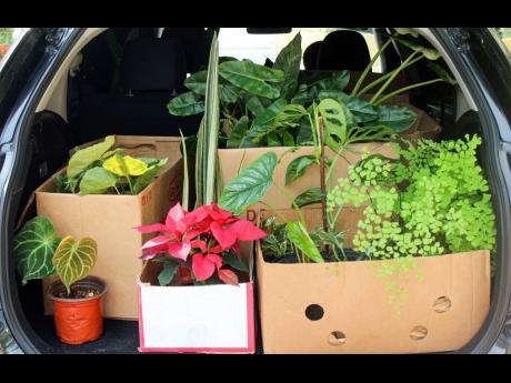 A car trunk full of plants potted in specially made soil to be delivered to Kingston where Elsa Jarrett will add her magic touch and personal care.