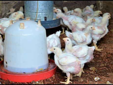 Poultry farming is among the more popular online courses.
