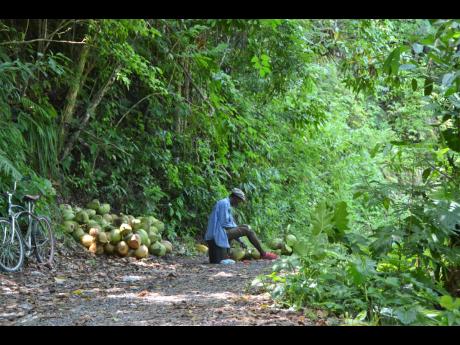 
A man with coconuts  in the countryside – photo taken at Cane Wood, Portland.