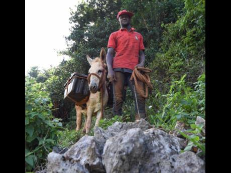 Richard Bailey, yam farmer of Virginia district in Manchester Central, travels the rocky terrain to his yam farm with his donkey.