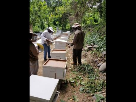 Beekeepers working at the Buff Bay Valley farm in Portland. The activity has created a buzz in the area, thanks to the initiative of Sagicor Community Hero Demar Demontagnac.