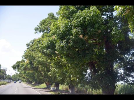 File 
Mango trees line the roadside in Innswood, St Catherine.