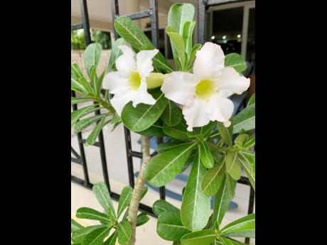 Among the plant babies in her garden is the beautiful Adenium obesum, otherwise called the desert rose.