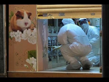 Staff members from Agriculture, Fisheries and Conservation Department investigate in a pet shop closed after some pet hamsters authorities said, tested positive for the coronavirus, in Hong Kong on Tuesday.