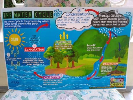  Here are some fun facts about the water cycle. 