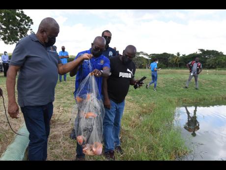 From left: Agriculture and Fisheries State Minister Frank Witter; Agriculture and Fisheries Minister Pearnel Charles Jr; Gavin Bellamy, CEO of National Fisheries, and Stephen McLish, owner of McLish Farm, look at a small catch during a tour on Wednesday.