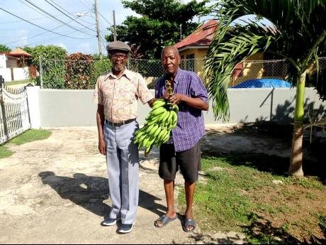Late musician James Wilson Samuels (left) and Easton Barrington Howard, also a former member of The Aces, as they show off a stalk of banana grown at the home where he resided in St Ann. 