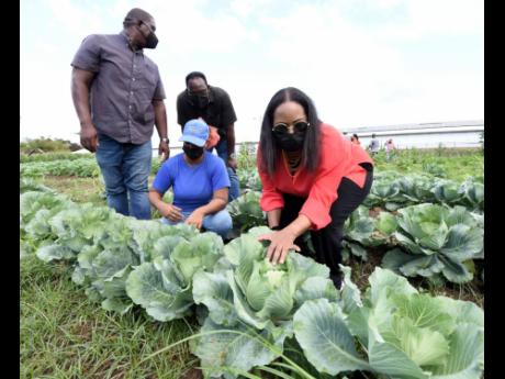 “Right now it is clear that agriculture is not what it used to be. It is now a technological issue, and it is important that we begin to build that for Jamaica and other SIDS,” said Coke-Hamilton during a tour of a produce farm in St Catherine last wee