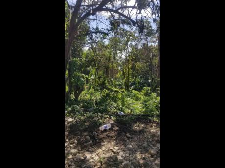 
A section of the woodland in which Andre Hinds, Westmoreland’s most wanted, was killed in a police-military operation yesterday.