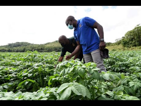 Minister of Agriculture and Fisheries Pearnel Charles Jr (right) and Locksley Waites, agronomist with the Rural Agricultural Development Authority, examine irish potatoes growing on a farm in St Ann South Eastern during a tour of Irish potato farms in St A