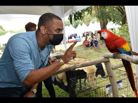 Rory Baugh plays with a parrot  during the Blue Mountain Coffe festival held at Devon House on Saturday.