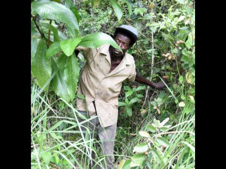 David Williams makes his way through a heavily vegetated area to find the spot where he found the bodies of two teenage boys in Thornton, St Elizabeth, in 2014.