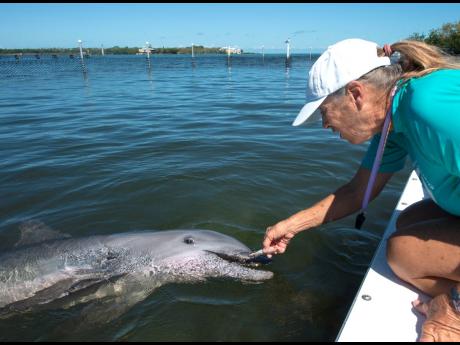 In this photo provided by the Florida Keys News Bureau, Linda Erb, vice-president of animal care and training at Dolphin Research Center, feeds Ranger, a juvenile bottlenose dolphin on Thursday, May 12, in Marathon, Florida. 