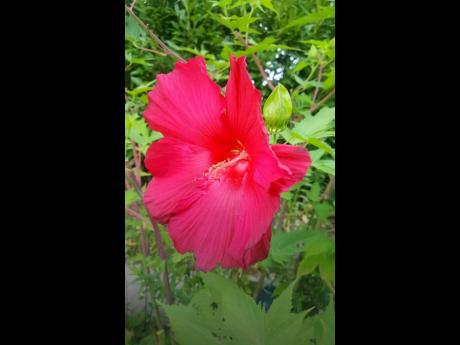 A hibiscus in full bloom