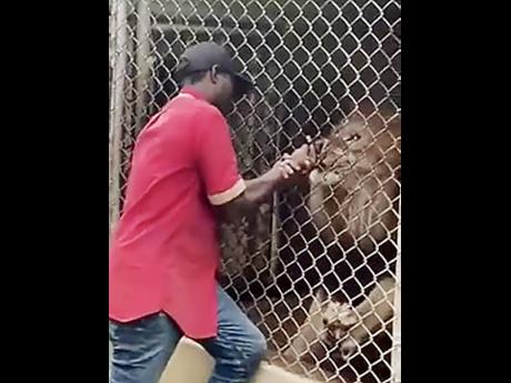 A screen grab shows a Jamaica Zoo lion grabbing the finger of a worker who had been taunting him. 