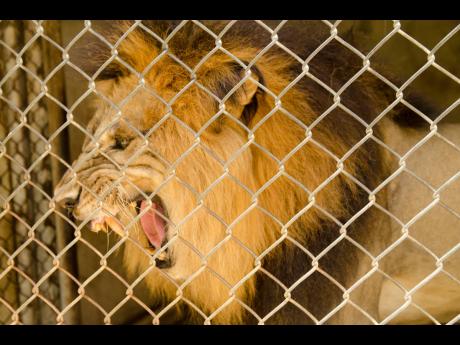 A lion roars at Jamaica Zoo in Lacovia, St Elizabeth, in June 2018.