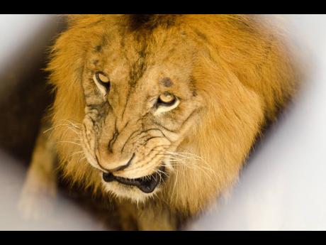 A lion glares at Jamaica Zoo in Lacovia, St Elizabeth.
