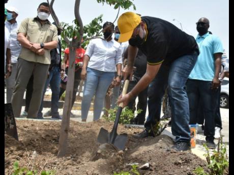 Prime Minister Andrew Holness (left) watches as Opposition Leader Mark Golding plants a tree at Nelson Mandela Park in Half-Way Tree, St Andrew, on Monday. The beautification was part of the national Labour Day project. 