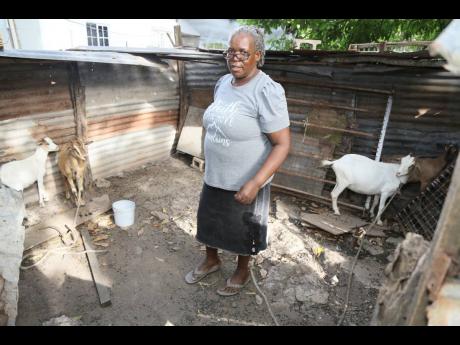 Rosetta Taylor watches over the few goats she has remaining in Rock River, Clarendon. She is among many farmers in the central Jamaica parish whose herds have been decimated by deadly dog attacks. 