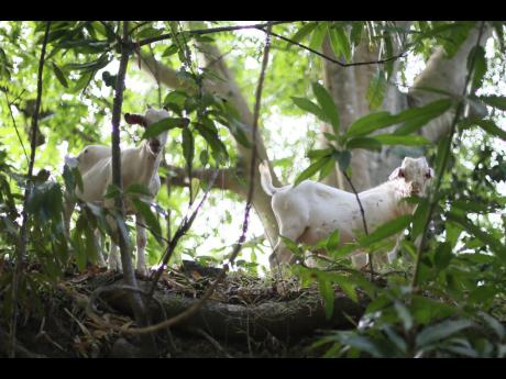 Goats are seen amid foliage in Rock River, Clarendon, where herds have been ravaged by fatal dog attacks. 