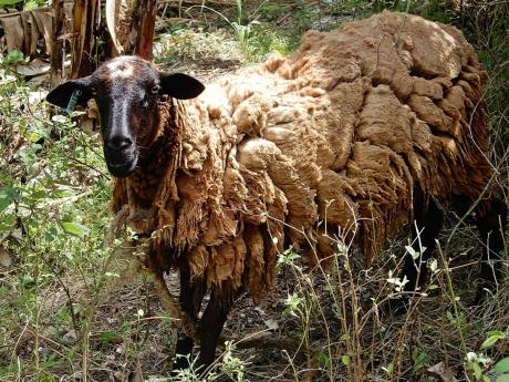 A sheep looks straight at the camera on the farm at Marcus Garvey Technical High School in St Ann.