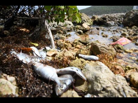 Dead fish washed ashore at the fishing beach along Port Henderson Road in St Catherine. The National Environment and Planning Agency is investigating the cause of the incident.