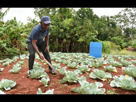 Local farmer, dad of six and father figure to his community, Garfield Swaby, working hard on his cabbage patch.