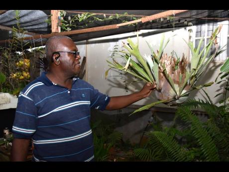 Hugh Ford from Naine in St Elizabeth gives a brief history of this Staghorn fern in his plant nursery. 