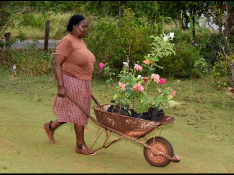 Annette takes in the very flowers that attract persons to the nursery. 