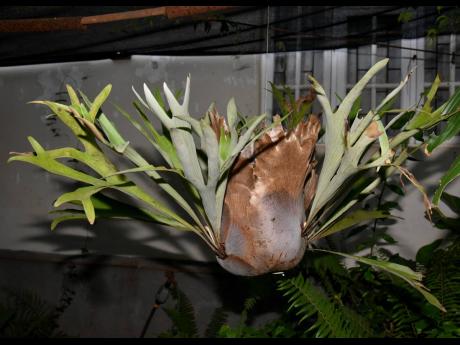Here is an up close and personal look at the 30-year-old Staghorn Fern.