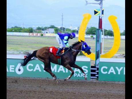 Mahogony, ridden by Dane Dawkins, easily wins the seventh race over 6 furlongs at Caymanas Park, on Monday, June 21, 2021.